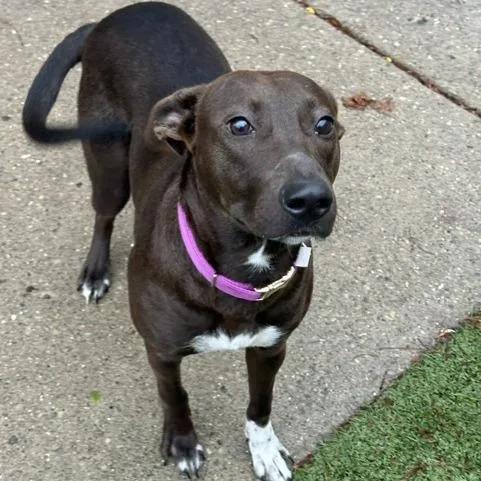 A baby medium-sized female Brown / Chocolate Mixed Breed dog named Basil for adoption in Indianapolis, IN