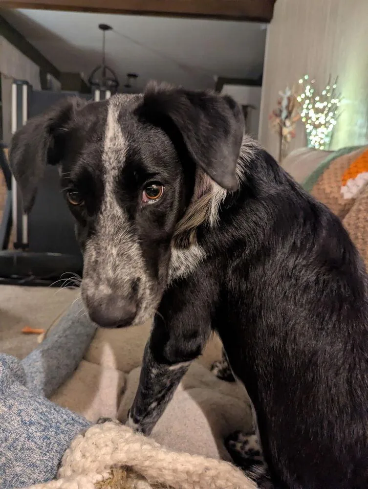 A young medium-sized female Tricolor (Brown, Black, & White) Australian Cattle Dog / Blue Heeler named Freya for adoption in Mansfield, OH