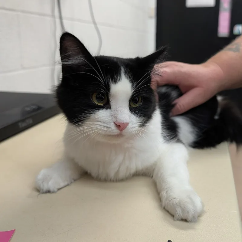 A young medium-sized female Black Domestic Medium Hair cat named Moo for adoption in Ardmore, OK
