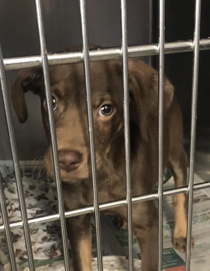A baby medium-sized male Brown / Chocolate Mountain Cur dog named Teddy for adoption in Parma, OH