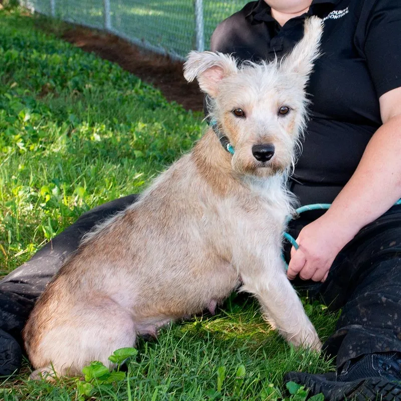 A baby medium-sized female Terrier dog named Clover for adoption in Troy, OH
