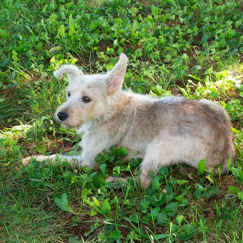 Clover thumbnail 3