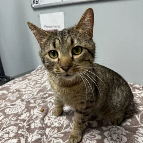 A baby medium-sized male Domestic Short Hair cat named Thelonious Monk for adoption in Toms River, NJ