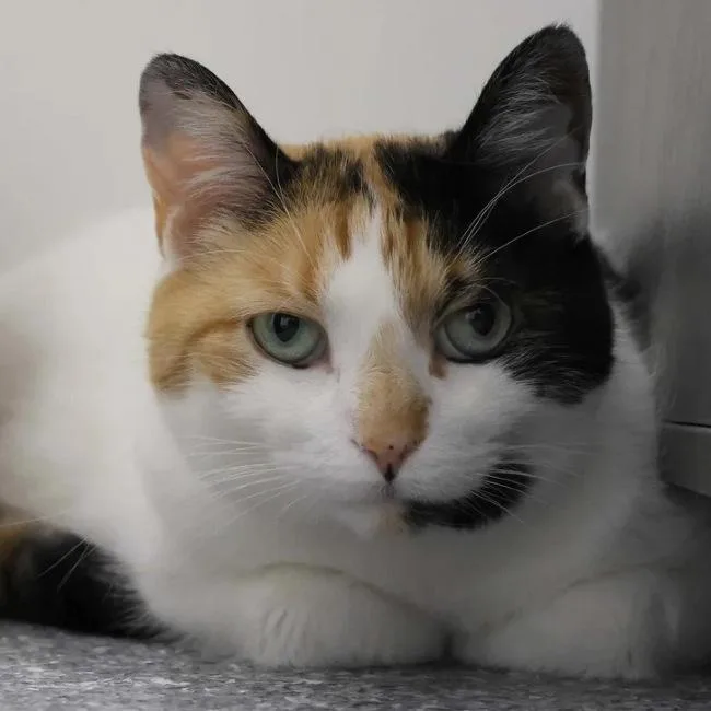 An adult medium-sized female Calico cat named Cassie & Sundae for adoption in Madison, WI