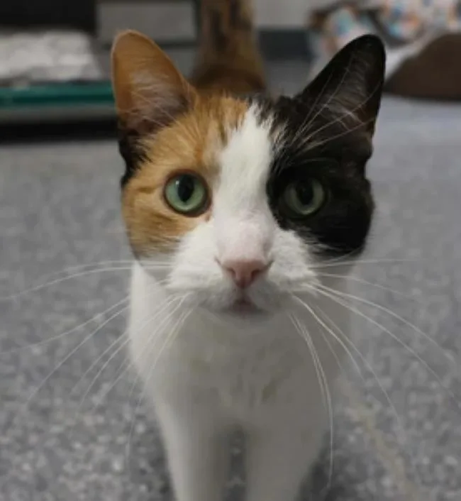Cassie & Sundae thumbnail 4