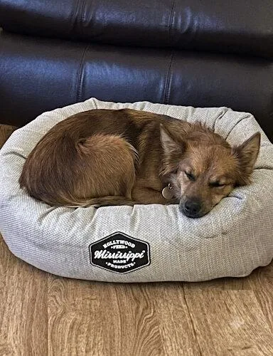 An adult small-sized female Australian Shepherd dog named Blanche for adoption in Lincolnshire, IL
