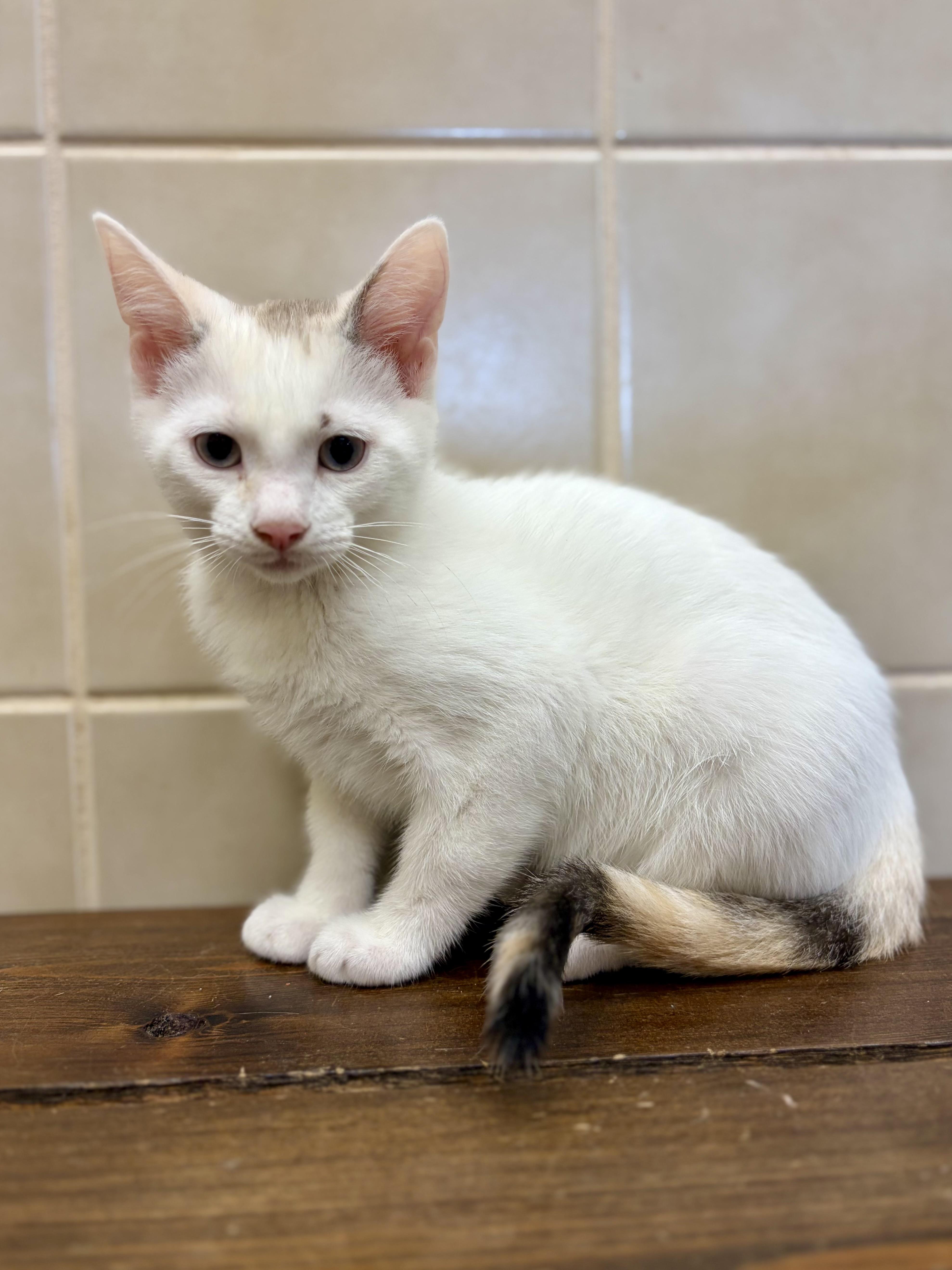 A baby medium-sized female Calico cat named Brie for adoption in Kerrville, TX