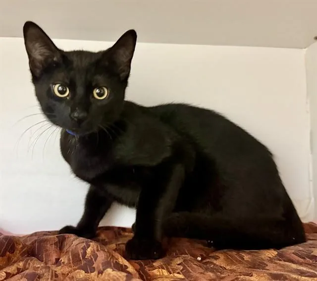 A baby small-sized male Domestic Short Hair cat named Nook for adoption in Sarasota, FL