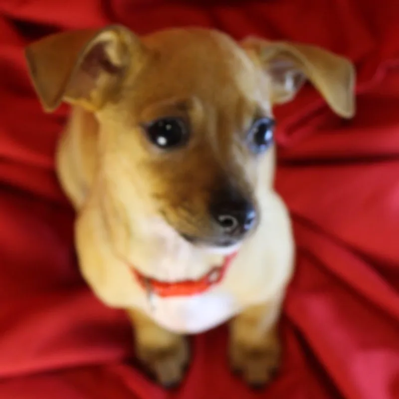 Marmalade