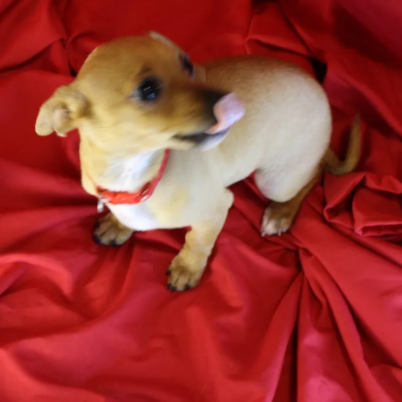 Marmalade thumbnail 2