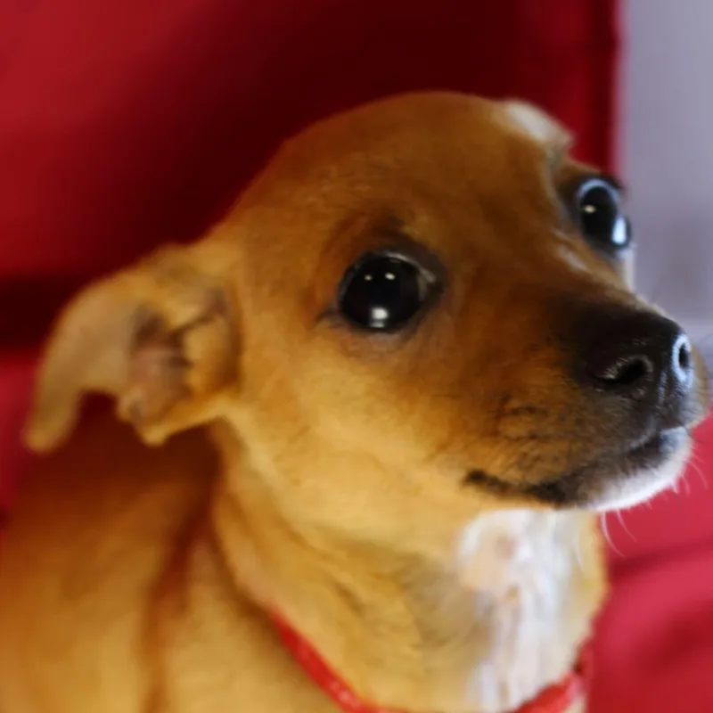 Marmalade thumbnail 3