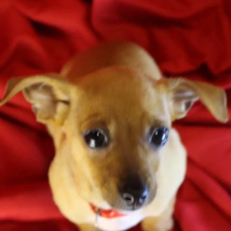 Marmalade thumbnail 5