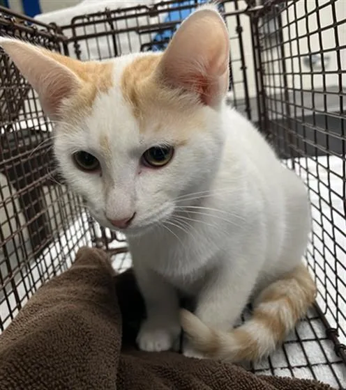 A baby small-sized female Domestic Short Hair cat named A for adoption in Long Beach, CA