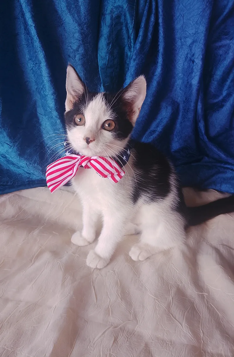 A baby medium-sized female Black & White / Tuxedo Domestic Short Hair cat named Wanda for adoption in Thorofare, NJ