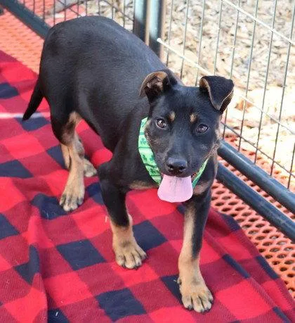A young medium-sized female Shepherd dog named Nillie Athens for adoption in Rockaway, NJ