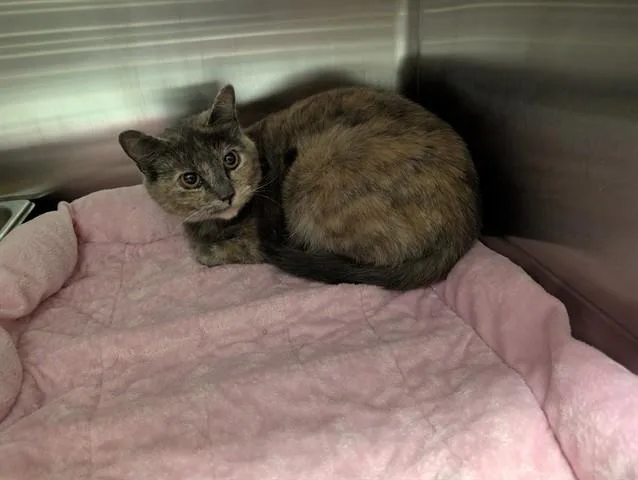 A young small-sized female Domestic Short Hair cat named Wynonna for adoption in Garland, TX