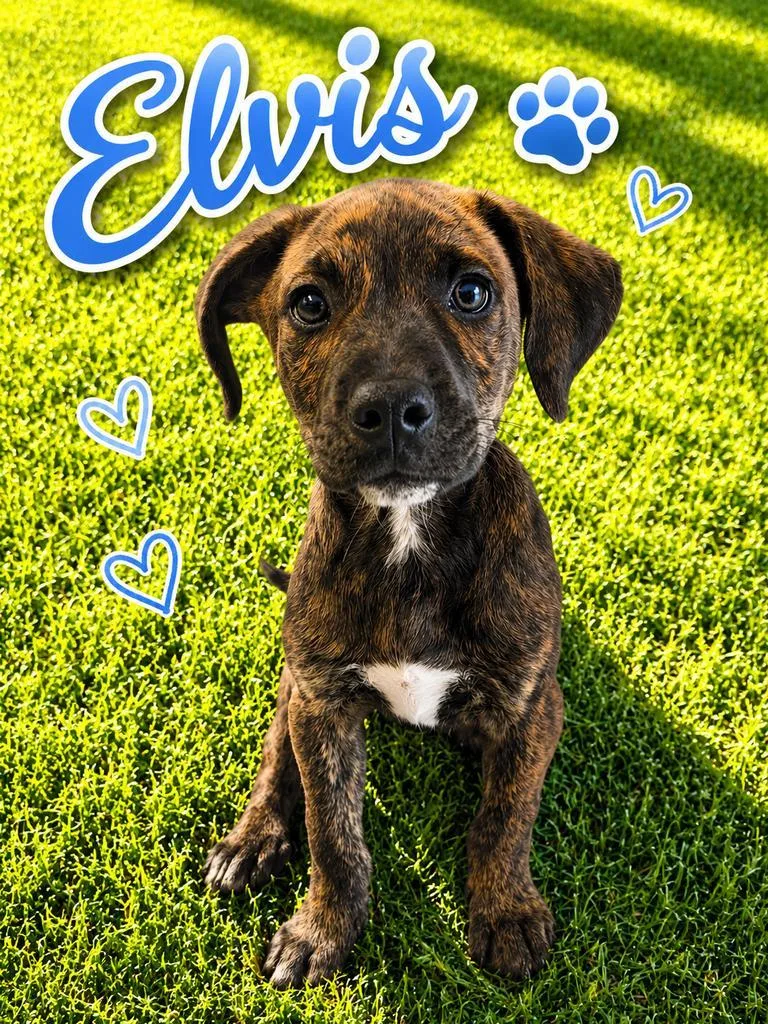Elvis