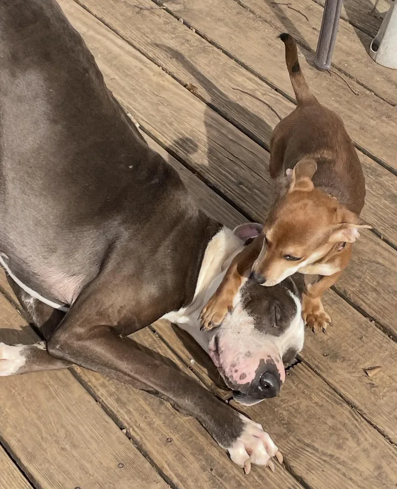 An adult large-sized male Great Dane dog named Groot for adoption in Horse Shoe, NC