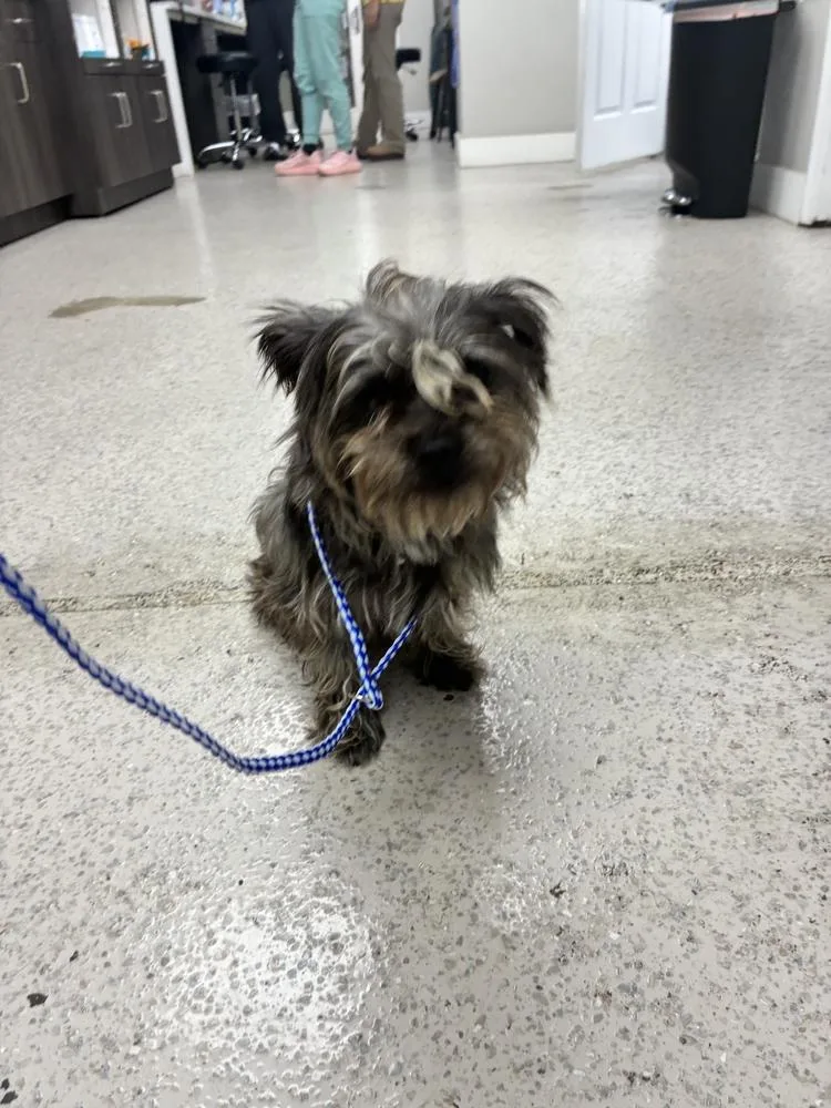 A young medium-sized male Terrier dog named Barkley for adoption in Marietta, GA
