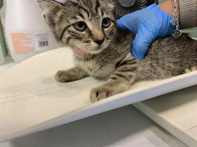 Mimi