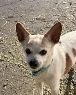 A senior small-sized male Chihuahua dog named Mikey for adoption in Santa Rosa, CA