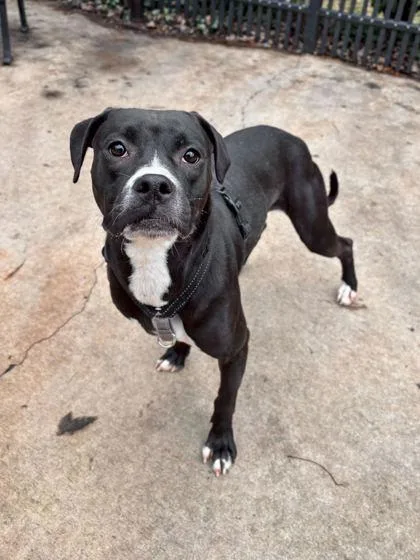 A young medium-sized female Mixed Breed dog named Juniper for adoption in Knoxville, TN