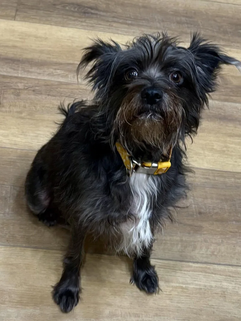 An adult small-sized female Schnauzer dog named Bella for adoption in Fort Wayne, IN