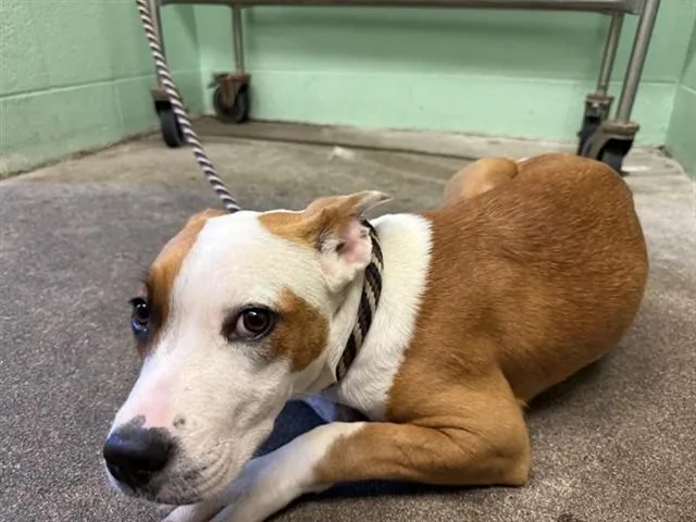 A young medium-sized female Pit Bull Terrier dog named Cheyenne for adoption in Sacramento, CA