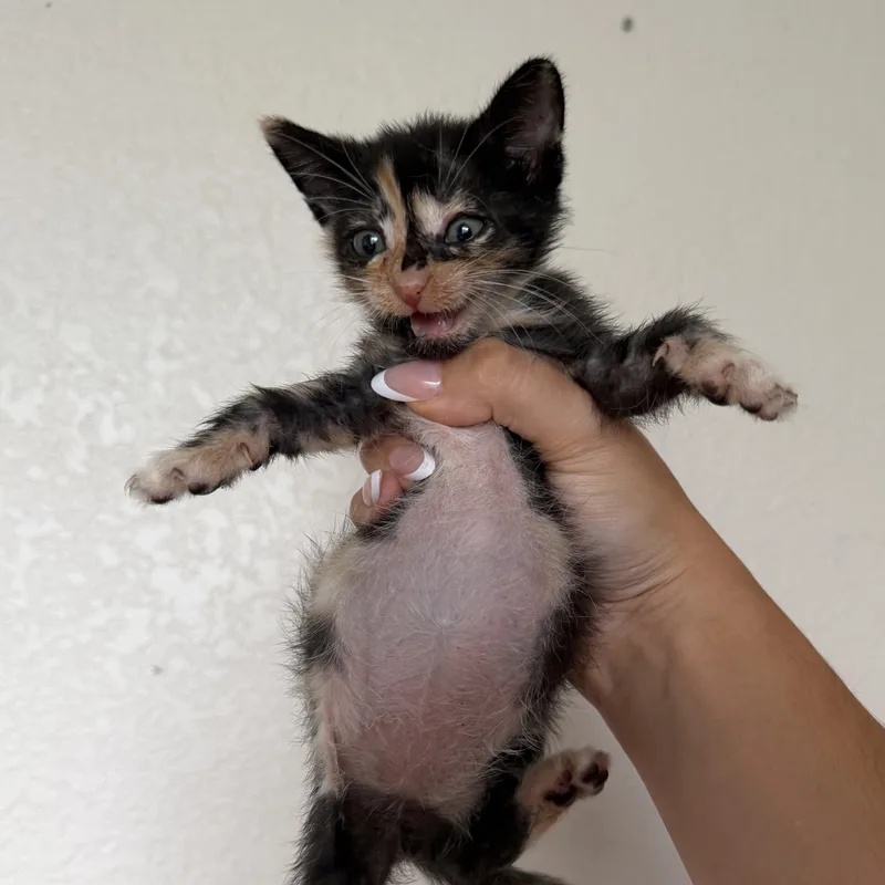 A baby medium-sized female Calico Domestic Short Hair cat named Ruby for adoption in jacksonville, FL