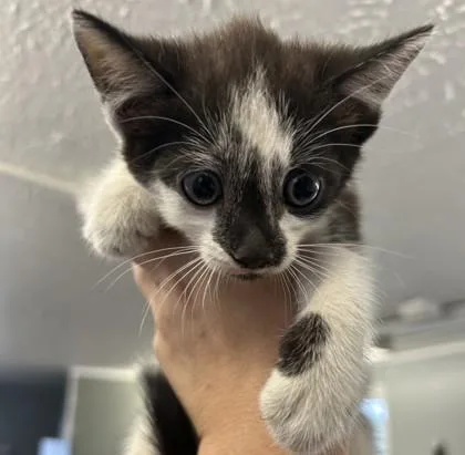 A baby medium-sized female Domestic Short Hair cat named QTip for adoption in West Memphis, AR