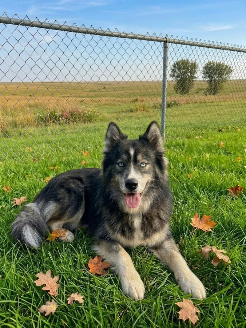 A young medium-sized male Siberian Husky dog named Huxley for adoption in La Motte, IA