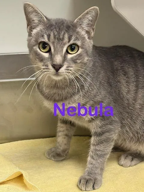An adult medium-sized female Domestic Short Hair cat named Nebula for adoption in New Bern, NC