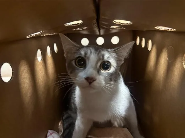 A young medium-sized female Domestic Short Hair cat named Ube for adoption in San Jose, CA