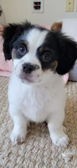 A baby small-sized male Shih Tzu dog named Goose for adoption in Newaygo, MI