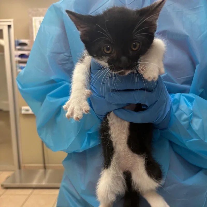 A baby small-sized female Black Domestic Short Hair cat named Tata for adoption in Birmingham, AL