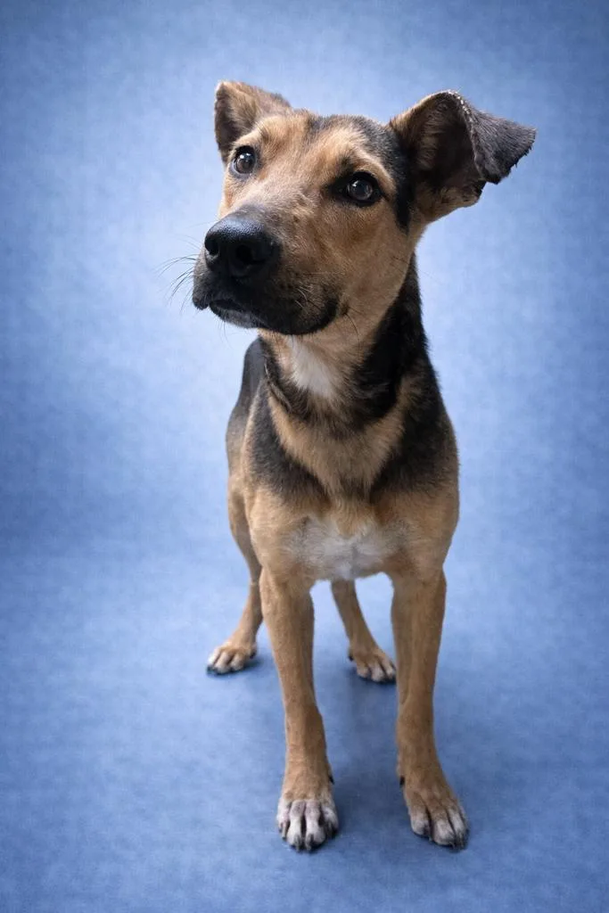 A young medium-sized male Mixed Breed dog named Scrub for adoption in Florence, SC