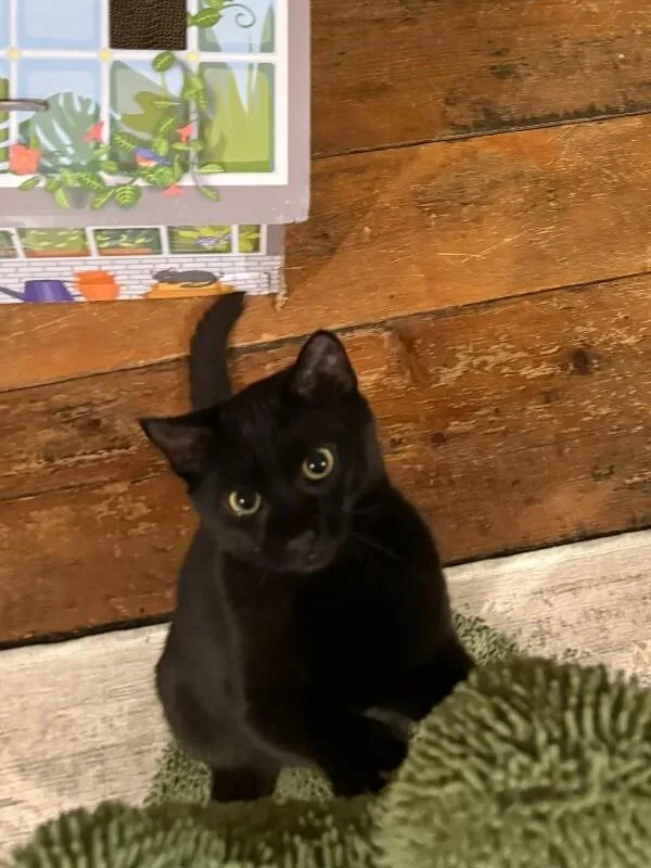 Gilligan thumbnail 2