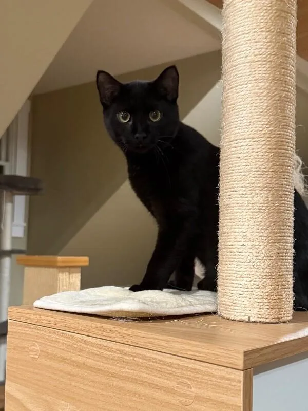 Gilligan thumbnail 4