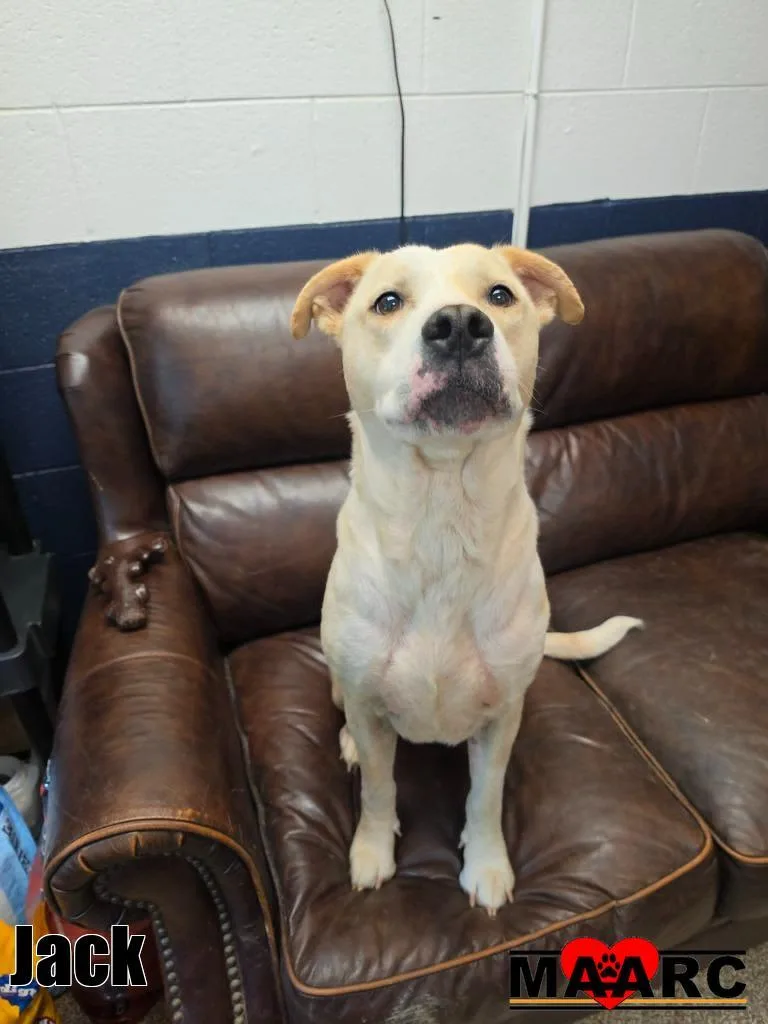 An adult large-sized male Labrador Retriever dog named Jack for adoption in Maryville, TN