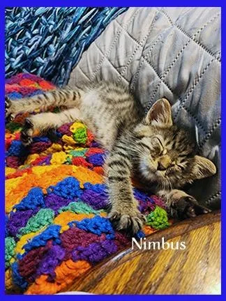 A baby medium-sized male Domestic Short Hair cat named Nimbus for adoption in Hoover , AL