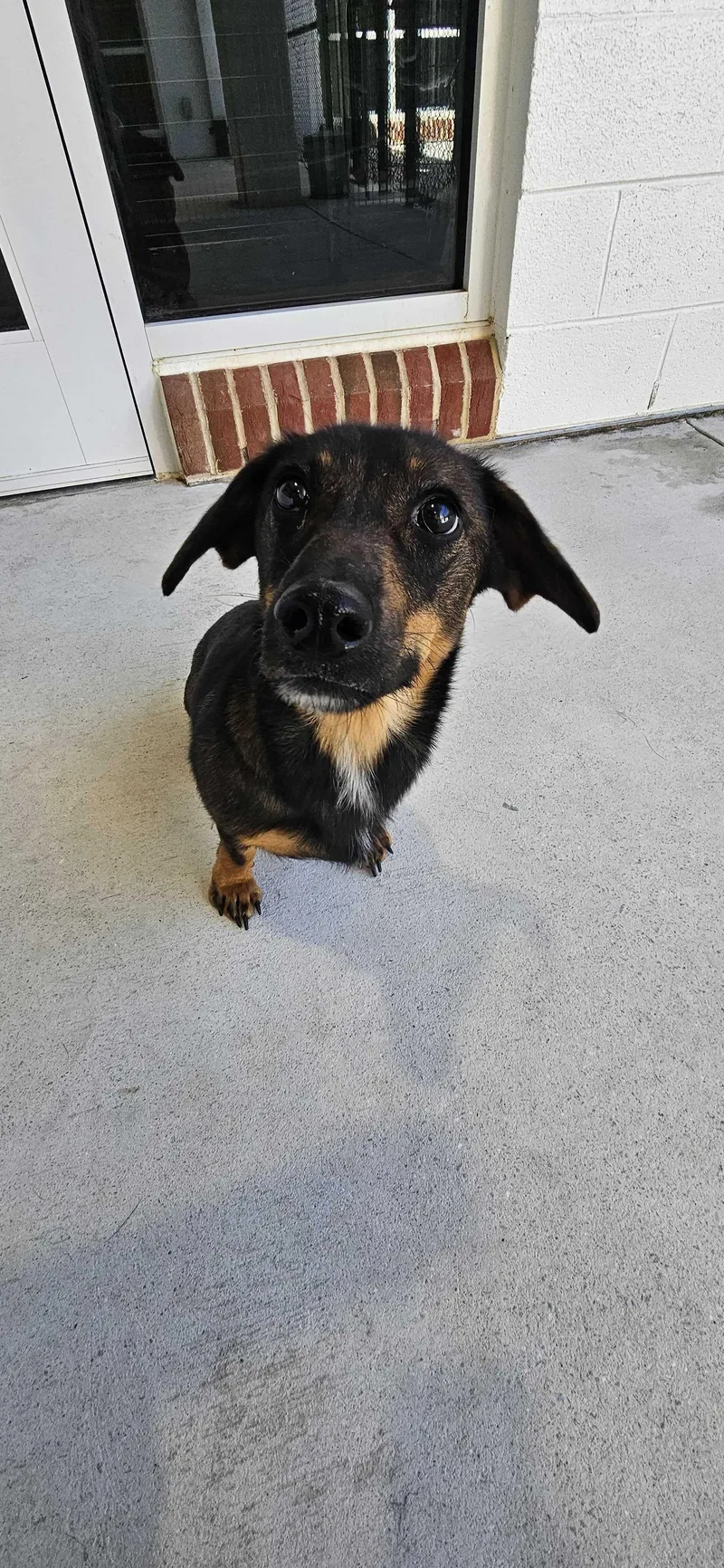 An adult small-sized female Dachshund dog named Applesauce for adoption in Maidens, VA