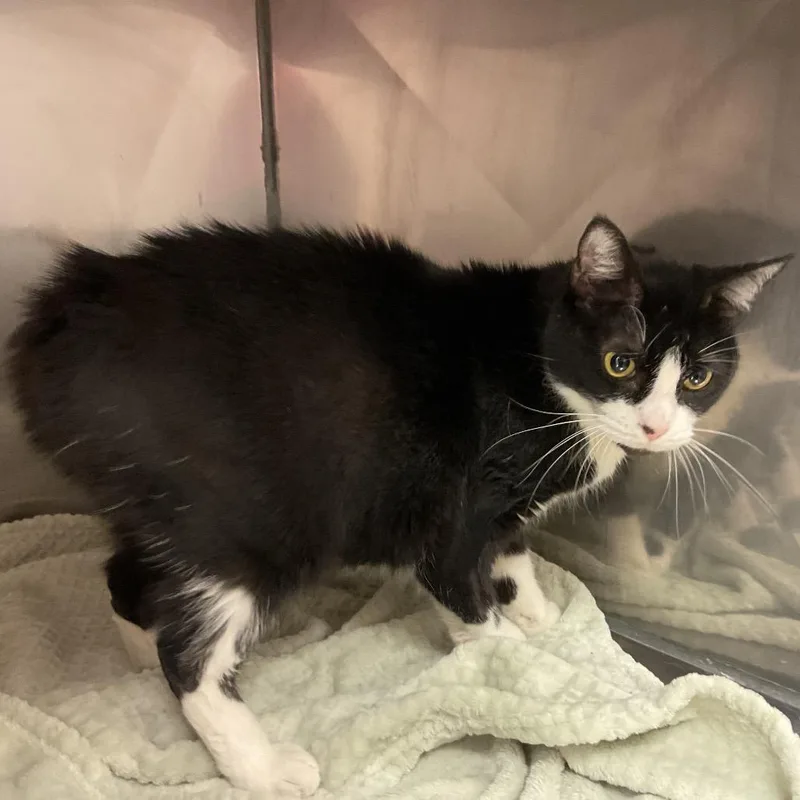 A senior medium-sized female Black Domestic Short Hair cat named Farrah for adoption in Monroe, LA