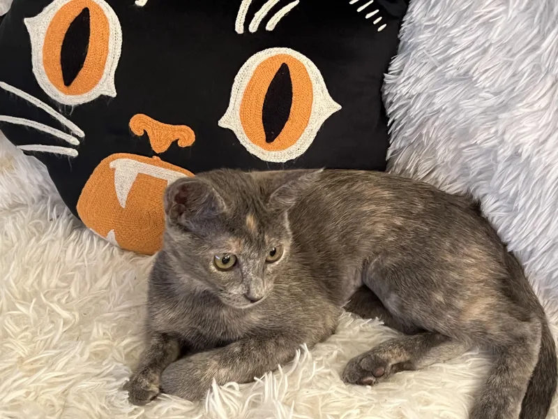 Sydney Olympian thumbnail 2