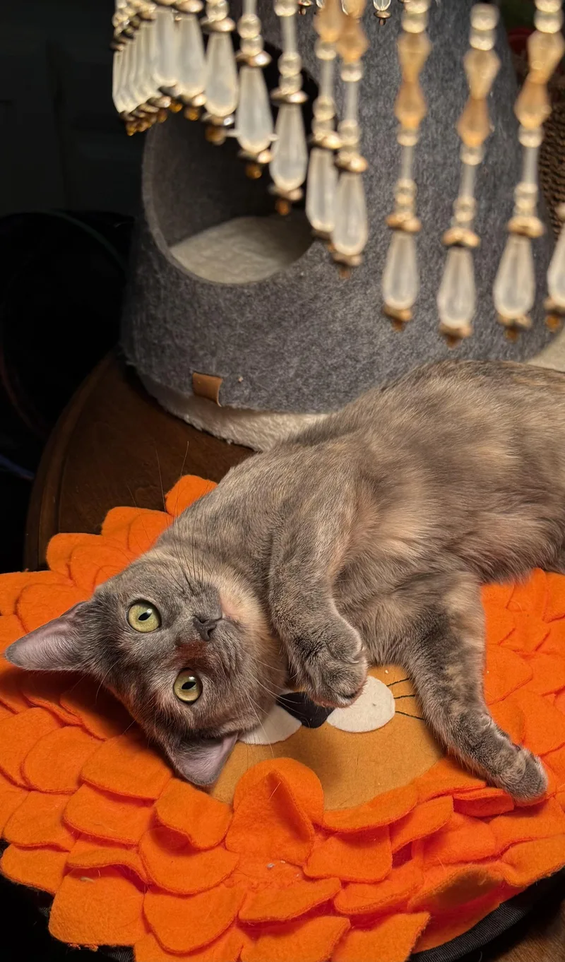 Sydney Olympian thumbnail 3