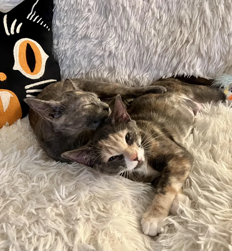 Sydney Olympian thumbnail 4