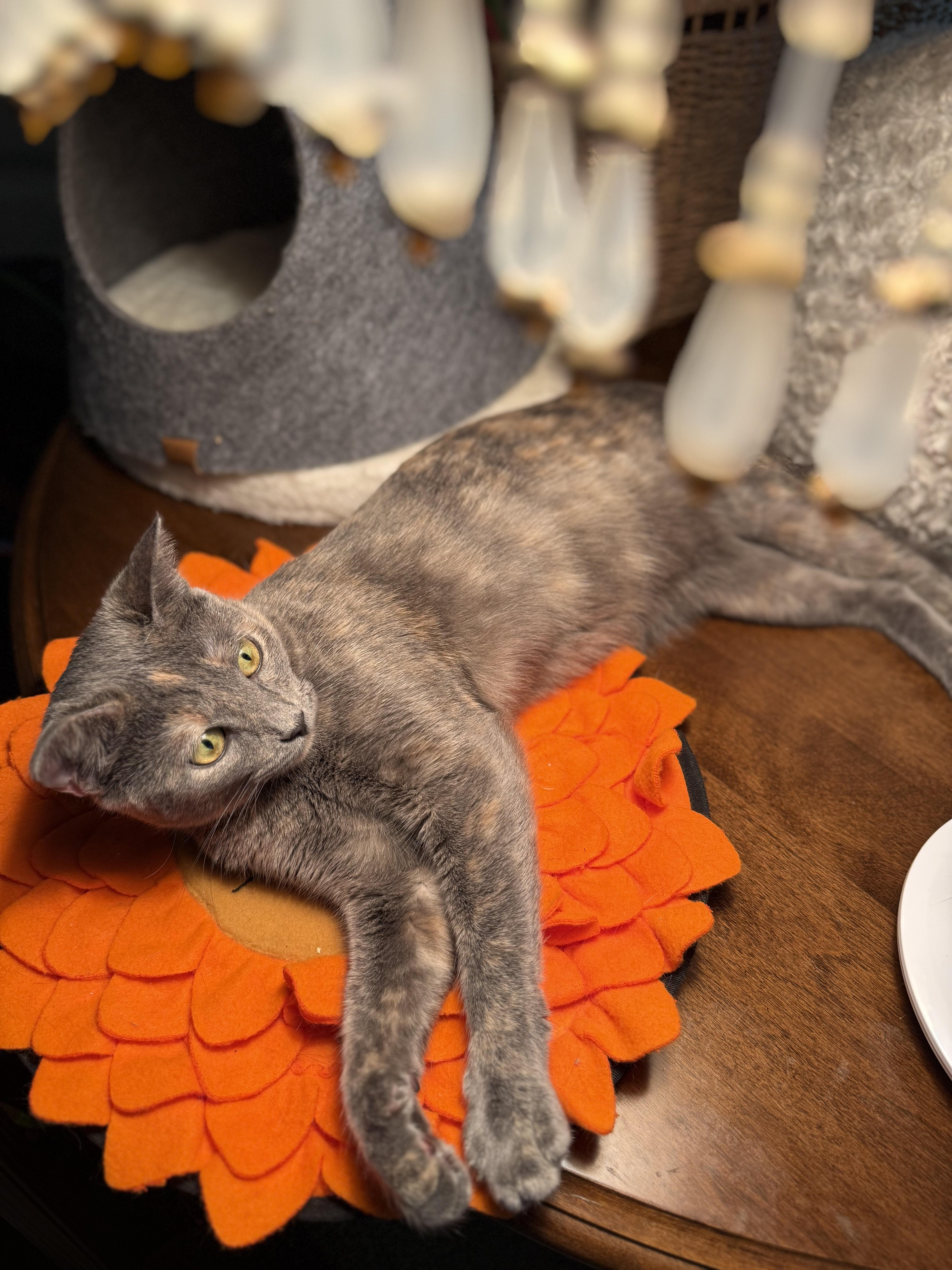 Sydney Olympian thumbnail 5