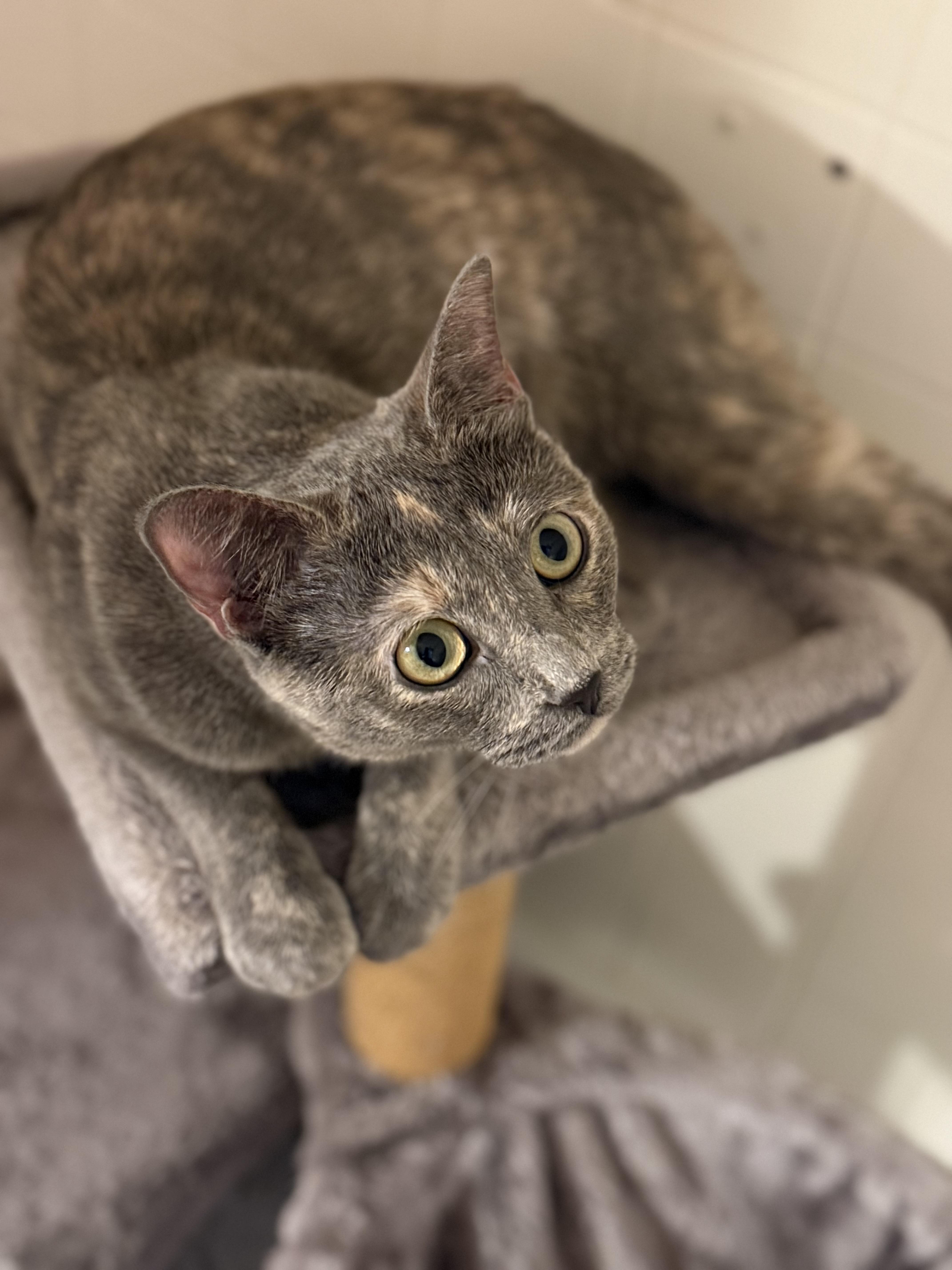 Sydney Olympian thumbnail 6