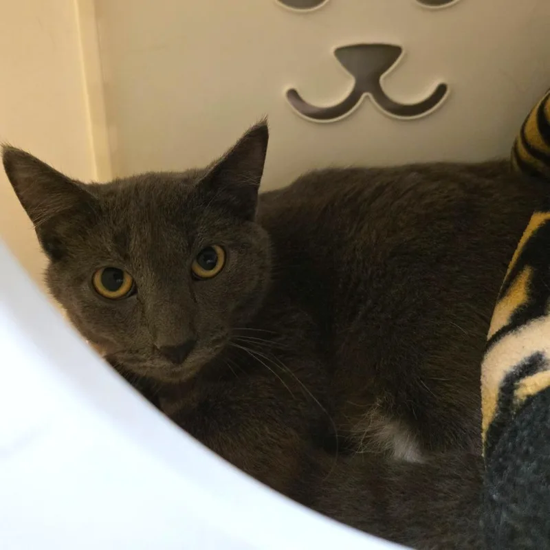 A young medium-sized male Domestic Short Hair cat named Silas for adoption in Oshkosh, WI