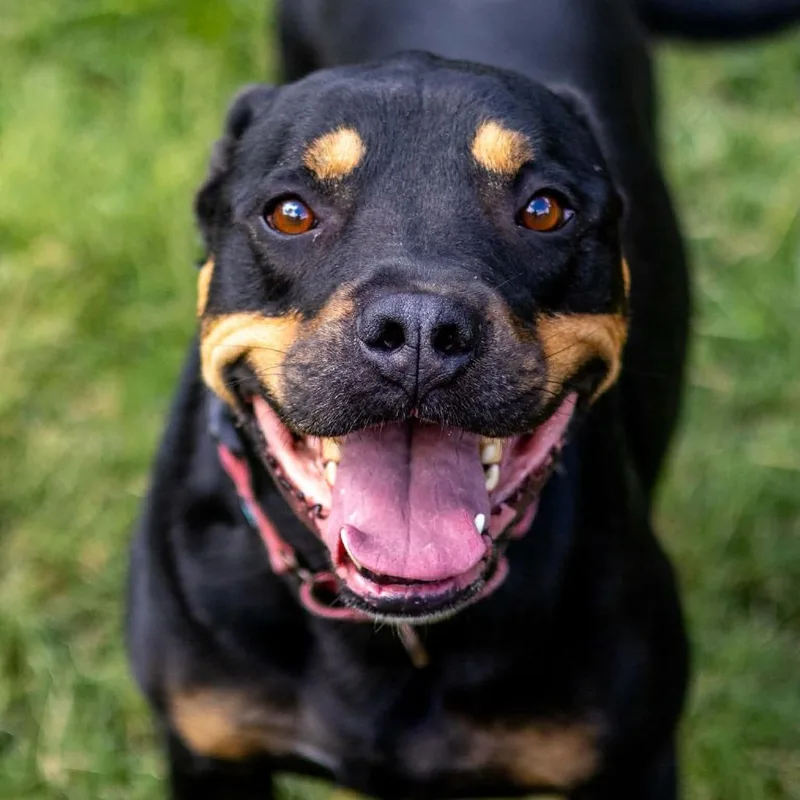 An adult large-sized male Rottweiler dog named Rocky for adoption in Shelby, NC