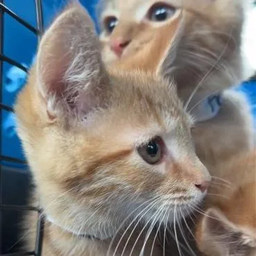 A baby small-sized female Orange / Red Domestic Short Hair cat named Georgia for adoption in New Fairfield, CT
